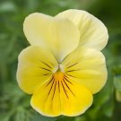 KIMIZA - NEW! 30+ YELLOW SORBET FROST VIOLA FLOWER SEEDS / SHADE PERENNIAL