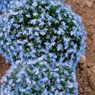 KIMIZA - 60+ WONDERLAND BLUE FRAGRANT ALYSSUM FLOWER SEED PERENNIAL / GROUND COVER
