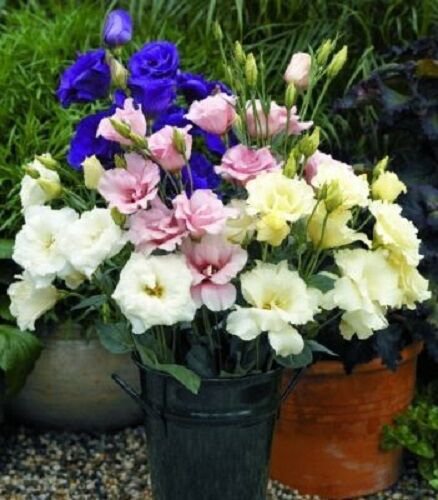 KIMIZA - 20+ PURPLE, PINK AND WHITE MIX LISIANTHUS FLOWER SEEDS / LONG LASTING ANNUAL