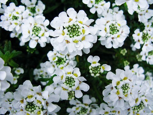 KIMIZA - PURE WHITE SWEET FRAGRANT ALYSSUM FLOWER SEED PERENNIAL