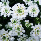 KIMIZA - PURE WHITE SWEET FRAGRANT ALYSSUM FLOWER SEED PERENNIAL