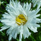 KIMIZA - 50+ Chrysanthemum White Crazy Daisy Flower Seeds / Perennial / Ox Eye Daisy