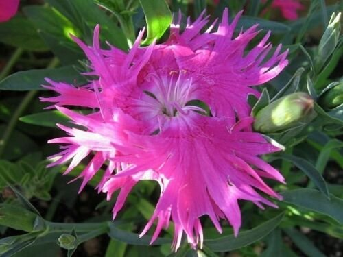 KIMIZA - 30 + Dianthus Superbus Pink Carnation Flower Seeds / Perennial Flowers / Large