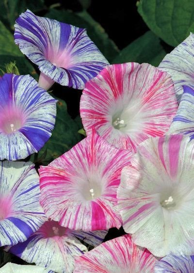 KIMIZA - 25+ CARNIVAL MIX MORNING GLORY IPOMOEA FLOWER SEEDS / SELF-SEEDING ANNUAL