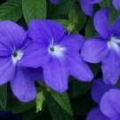 KIMIZA - 50+ BLUE BROWALLIA LONG LASTING ANNUAL FLOWER SEEDS