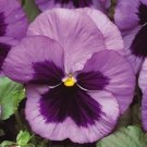 KIMIZA - NEW! 35+ OCEAN MATRIX PANSY FLOWER SEEDS / PERENNIAL