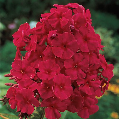 KIMIZA - NEW!! 30+ FRAGRANT RED PHLOX FLOWER SEEDS / SHADE PERENNIAL