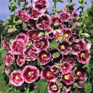 KIMIZA - 15+ CREME DE CASSIS HOLLYHOCK FLOWER SEEDS / PERENNIAL