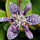 KIMIZA - 30+ TRICYRTIS JAPANESE TOAD LILY FLOWER SEEDS / SHADE PERENNIAL / DEER RESISTANT