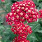 KIMIZA - 50+ RED VELVET ACHILLEA / YARROW FLOWER SEEDS / PERENNIAL / DEER RESISTANT