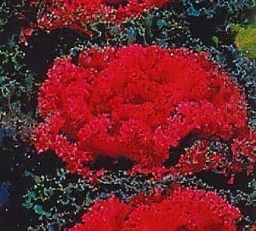 KIMIZA - 30+ REDBAR RED FLOWERING KALE FLOWER SEEDS