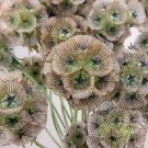 KIMZA - 35+ STARFLOWER PINCUSHION SCABIOSA FLOWER SEEDS / PERENNIAL