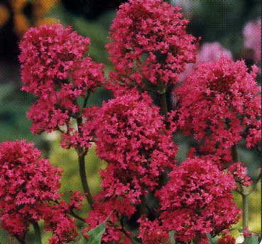 KIMIZA - 40+ RED JUPITER'S BEARD CENTRANTHUS FLOWER SEEDS / PERENNIAL
