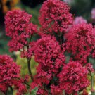 KIMIZA - 40+ RED JUPITER'S BEARD CENTRANTHUS FLOWER SEEDS / PERENNIAL