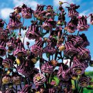 KIMIZA - 25+ COLUMBINE AQUILEGIA PLEATED BLACKBERRY FLOWER SEEDS / PERENNIAL