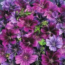 KIMIZA - 20+ MYSTIC MERLIN FLOWER SEEDS MIX MALVA / PERENNIAL