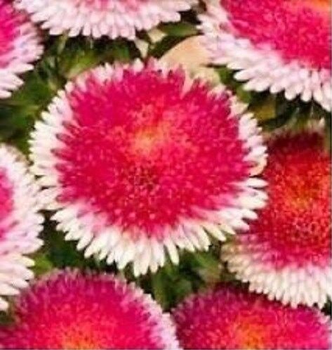 KIMIZA - 30+ RED POMPON ASTER PERENNIAL FLOWER SEEDS