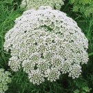 KIMIZA - 50+ AMMI QUEEN ANNE'S LACE FLOWER SEEDS / LONG LASTING ANNUAL
