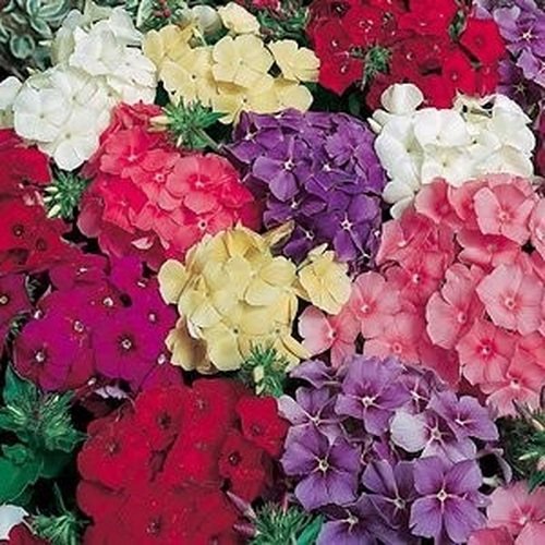KIMIZA - NEW!! 30+ FRAGRANT DRUMMONDII PHLOX FLOWER SEED MIX / SHADE PERENNIAL