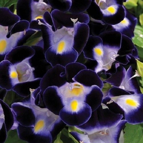 KIMIZA - 20+ DEEP BLUE TORENIA WISHBONE FLOWER SEEDS / LONG LASTING ANNUAL