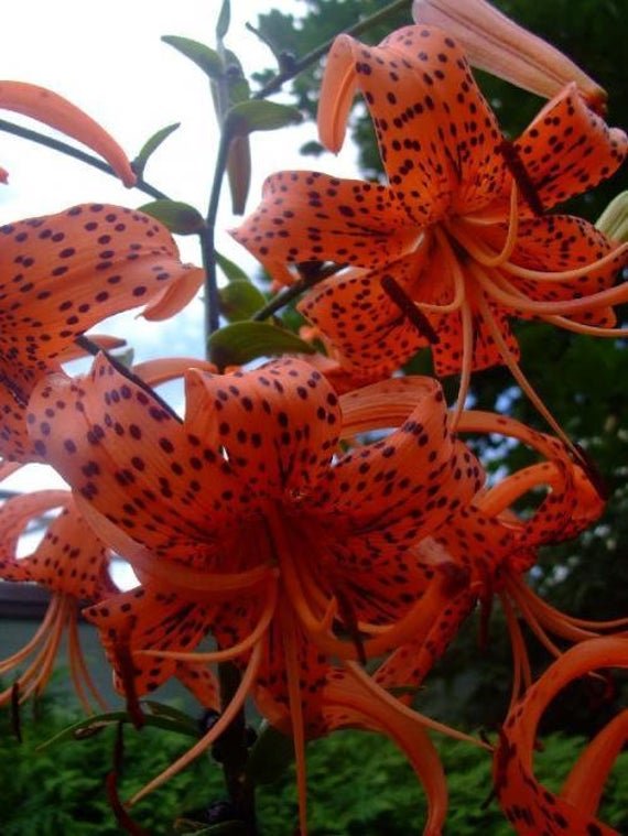 KIMIZA - 25+ LILIUM TURKS CAP LILY FLOWER SEEDS / PERENNIAL