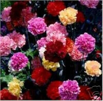 KIMIZA - 50+ MULTI-COLOR MIX CARNATION FLOWER SEEDS / PERENNIAL