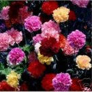 KIMIZA - 50+ MULTI-COLOR MIX CARNATION FLOWER SEEDS / PERENNIAL