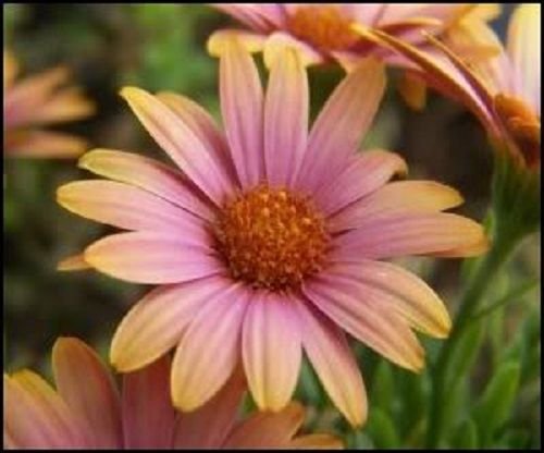 KIMIZA - 40+ SALMON COLOR AFRICAN DAISY FLOWER SEEDS / LONG LASTING ANNUAL