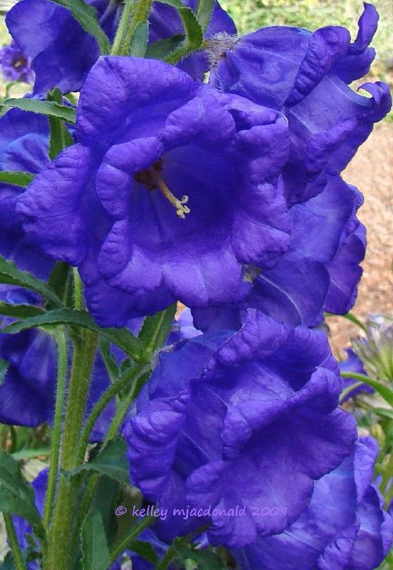 KIMIZA - 50+ CAMPANULA BLUE DOUBLE CANTERBURY BELLS PERENNIAL FLOWER SEEDS