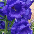 KIMIZA - 50+ CAMPANULA BLUE DOUBLE CANTERBURY BELLS PERENNIAL FLOWER SEEDS