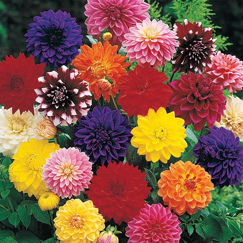 KIMIZA - 20+ DINNER PLATE DAHLIA MIX FLOWER SEEDS / EARLY BLOOMING BI-COLORS AND SOLIDS
