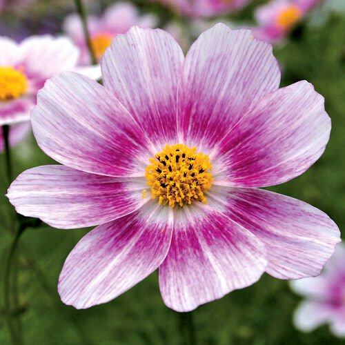 KIMIZA - 35+ COSMOS HAPPY RING FLOWER SEEDS / LONG LASTING ANNUAL / DROUGHT TOLERANT