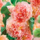KIMIZA - 30 + Giant Salmon Danish Double Hollyhock Flower Seed / Perenial