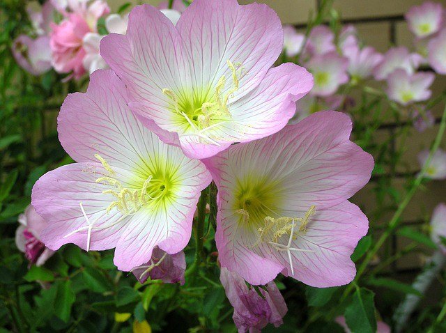 KIMIZA - 50+ PURE PINK EVENING PRIMROSE FLOWER SEEDS / PERENNIAL