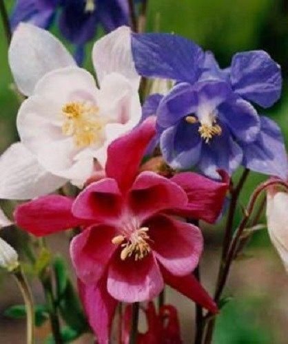 KIMIZA - 25+ RED, WHITE AND BLUE STAR MIX AQUILEGIA / COLUMBINE FLOWER SEEDS / PERENNIAL