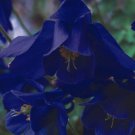 KIMIZA - 25+ BLUE STAR MIX AQUILEGIA / COLUMBINE FLOWER SEEDS / PERENNIAL