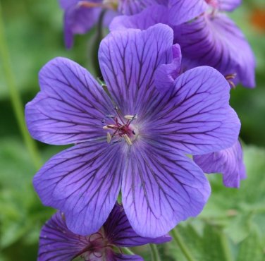 GERANIUM PUSILUM BLUE ORCHID CRANESBILL FLOWER SEEDS 60 GERANIUM PUSILUM BLUE ORCHID CRANESBILL FLOWER SEEDS 60