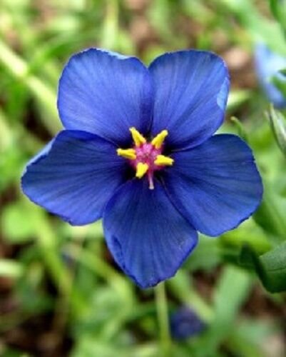 KIMIZA - 60+ ANAGALLIS BLUE PIMPERNEL FLOWER SEEDS / PERENNIAL