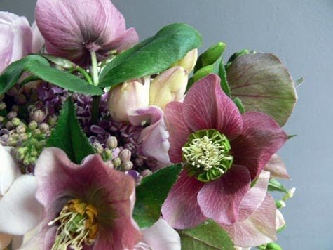 KIMIZA - 15+ ROSE HELLEBORUS CHRISTMAS ROSE FLOWER SEEDS / WINTER BLOOMING PERENNIAL