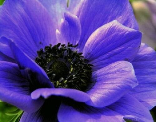 KIMIZA - 20+ ANEMONE PURPLE PERENNIAL FLOWER SEEDS