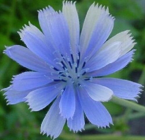 KIMIZA - 100+ CHICORY BRILLIANT BLUE DAISY-LIKE PERENNIAL FLOWER SEEDS / GREAT GIFT