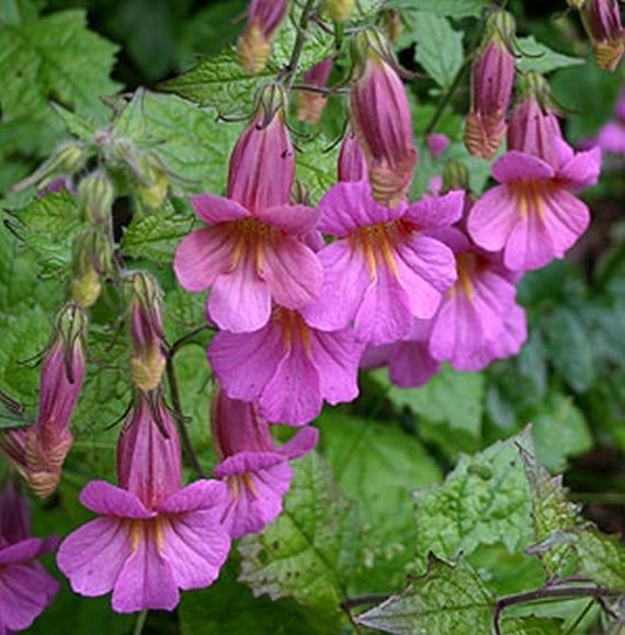 KIMIZA - 50+ ROSY PURPLE CHINESE FOXGLOVE (REHMANNIA ANGULATA) PERENNIAL FLOWER SEEDS