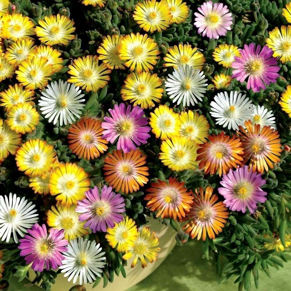 KIMIZA - 50+ ICE PLANT FLOWER SEEDS MIX / PERENNIAL