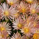 KIMIZA - 50+ APRICOT SHIMMER ICE PLANT FLOWER SEEDS / PERENNIAL