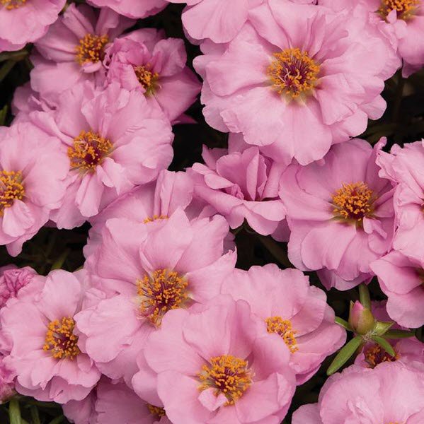 KIMIZA - 50 + Meridiana Rosa Portulaca Musk Seeds Annual Ground-Cover of Flowers