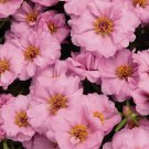 KIMIZA - 50 + Meridiana Rosa Portulaca Musk Seeds Annual Ground-Cover of Flowers