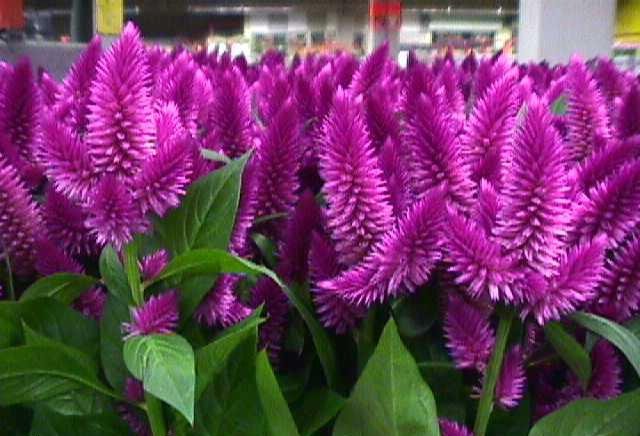 KIMIZA - 30+ CELOSIA PLUMED FRESH LOOK PURPLE FLAMINGO / SELF-SEEDING ANNUAL FLOWER SEEDS