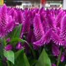 KIMIZA - 30+ CELOSIA PLUMED FRESH LOOK PURPLE FLAMINGO / SELF-SEEDING ANNUAL FLOWER SEEDS