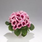 KIMIZA - 25 + Two-Tone Pink Empress Gloxinia Flower Seeds / Great Gift