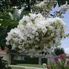 KIMIZA - 35+ WHITE CRAPE MYRTLE TREE / SHRUB / FLOWER SEEDS / DROUGHT TOLERANT PERENNIAL